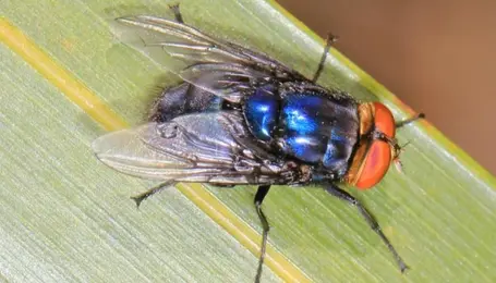 Montana Farm Bureau comments on New World Screwworm in Texas