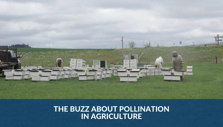 The Buzz About Pollination in Agriculture