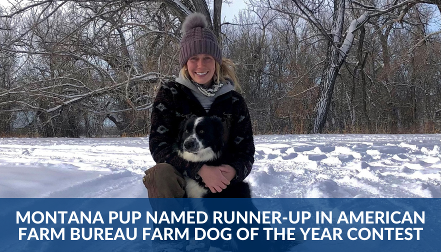 Montana pup named runner-up in American Farm Bureau  Farm Dog of the Year Contest