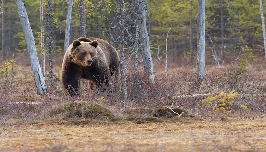 Endangered Species Act is a Danger to Montana Agriculture