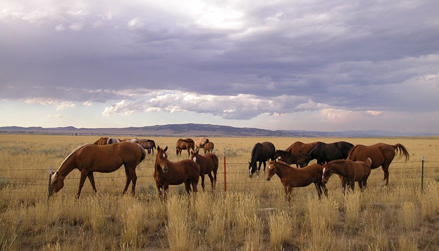 Montana Farm Bureau Equine Committee publishes free horse health brochure 