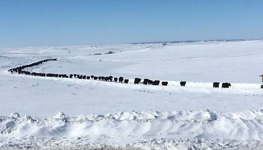 Ag organizations call on U.S. Department of Agriculture for livestock loss relief