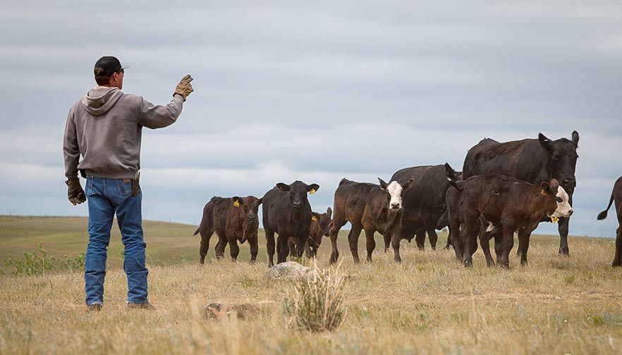 Ag Safety Awareness Week: Working Around Livestock