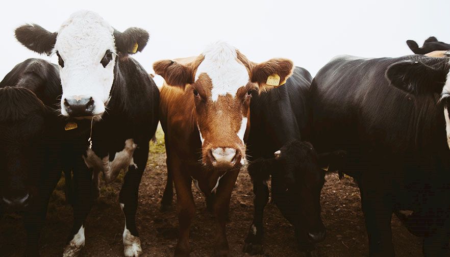 Farm Bureau Highlights Immediate Challenges Facing the Agriculture Sector
