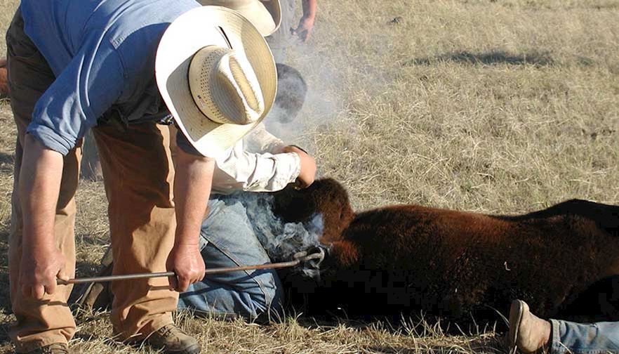 Stay safe during brandings, shearings and other spring agricultural work