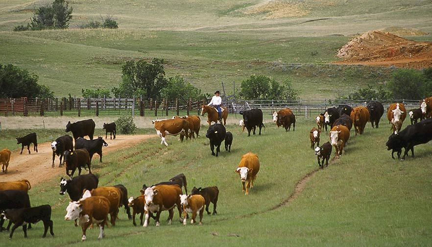 USDA Coronavirus Food Assistance Program