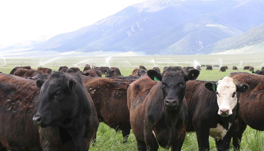 Montana Farm Bureau applauds beef pricing investigation