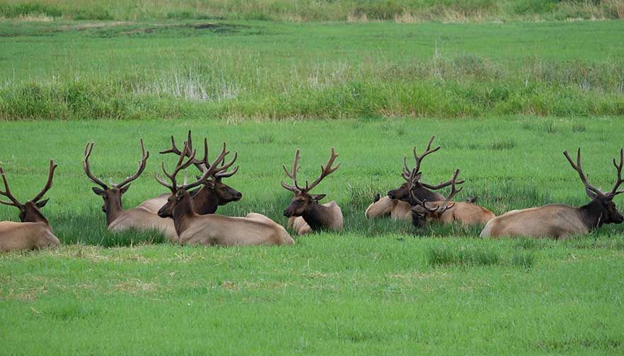 Attention Montana landowners with elk!