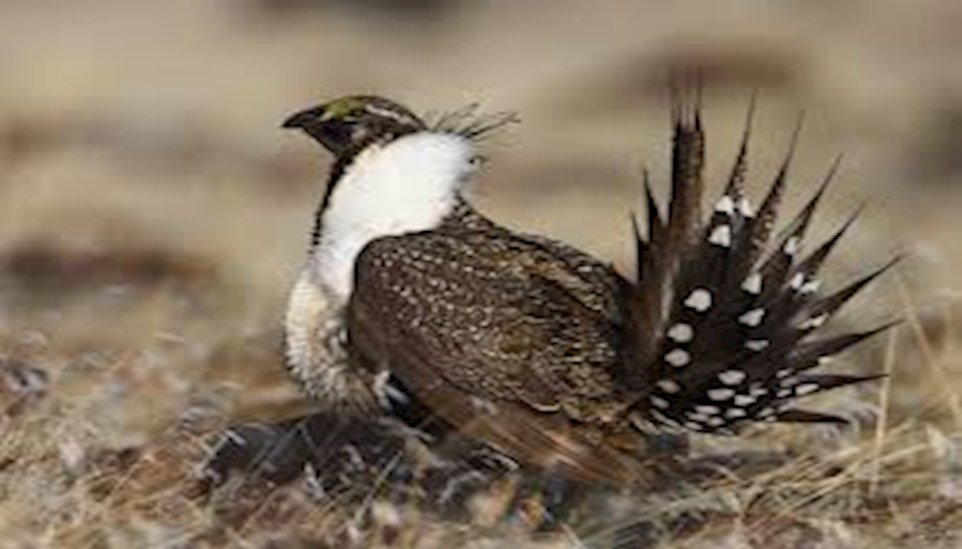 Sage Grouse Comments Due December 1