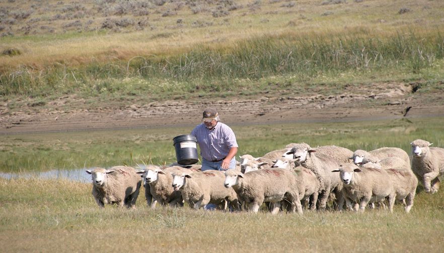 Industry Update: MFBF Sheep & Goat Committee