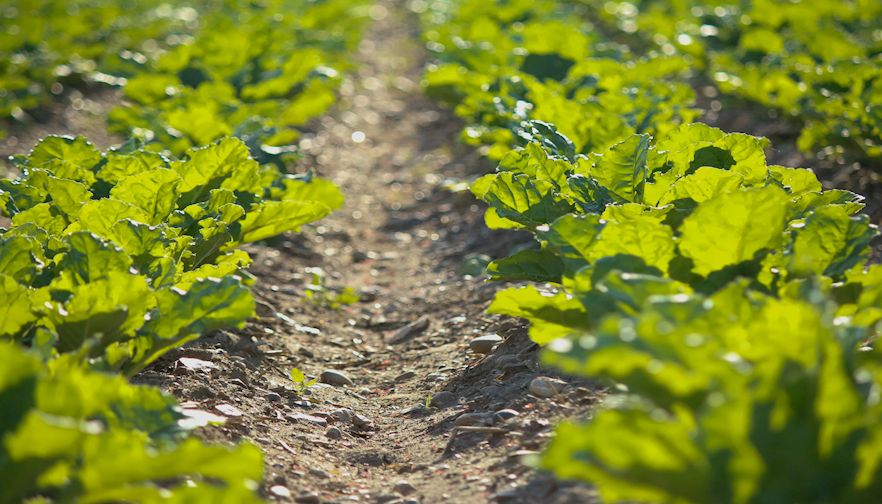 Sustainability: Who Will Define It?