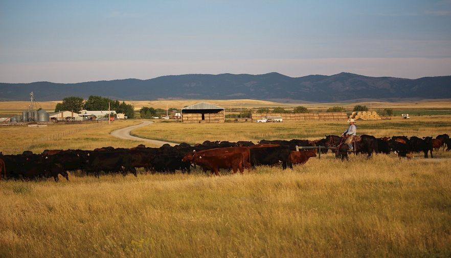 Ranching 101:Dents and Dings