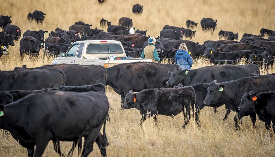 Milton Ranch combines grass management, cattle and community prosperity