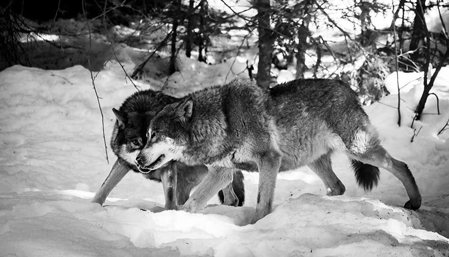 Farm Bureau comments on gray wolf removal from Endangered Species List