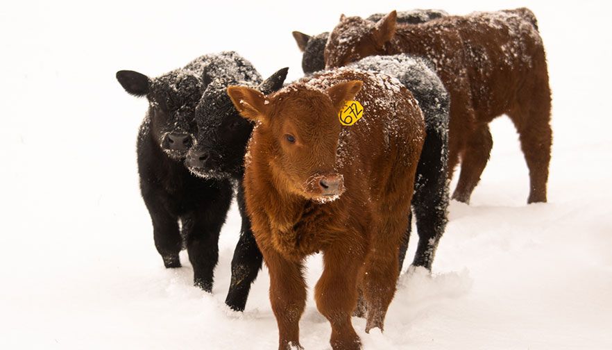 Protecting your Livestock from Harsh Weather Conditions