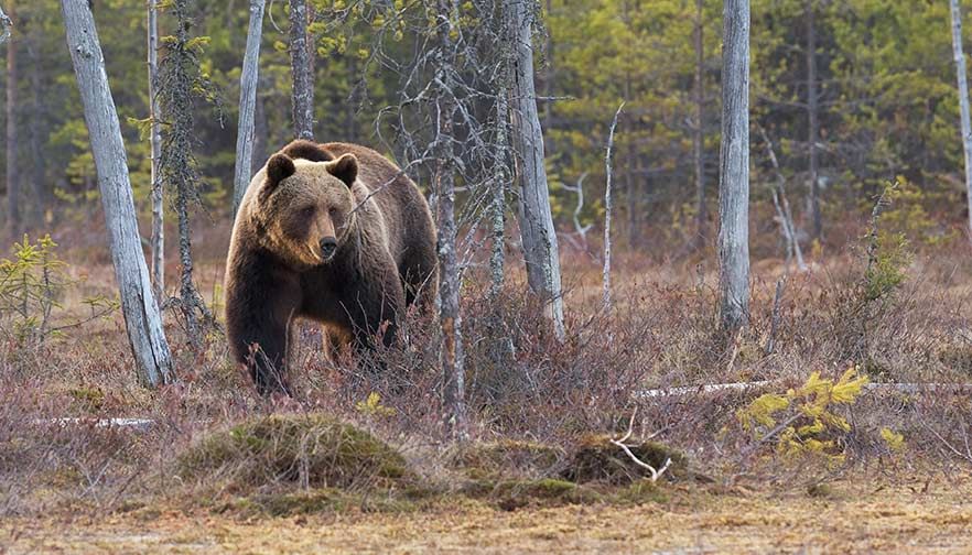 Farm Bureau speaks out against Fish & Wildlife Service Grizzly decision