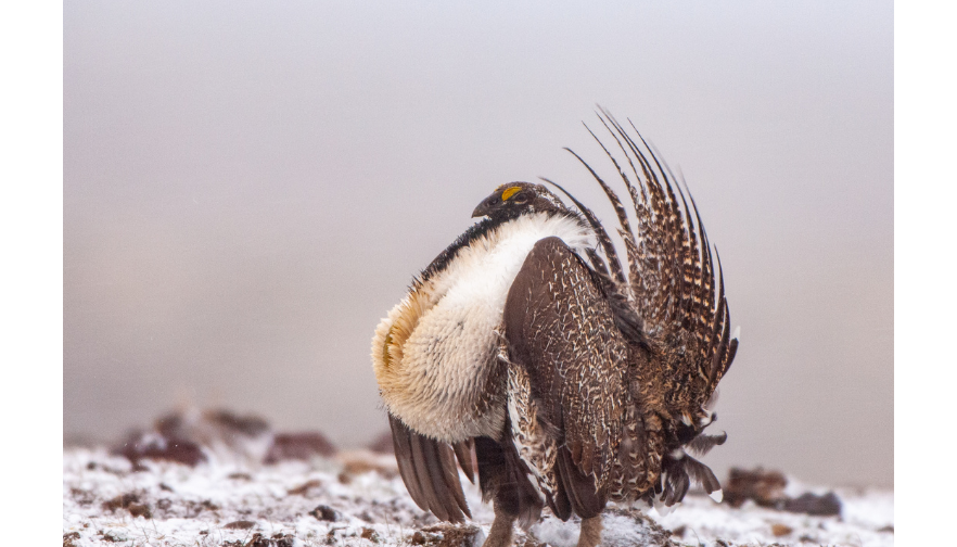 Montana Farm Bureau submits comments on sage grouse management