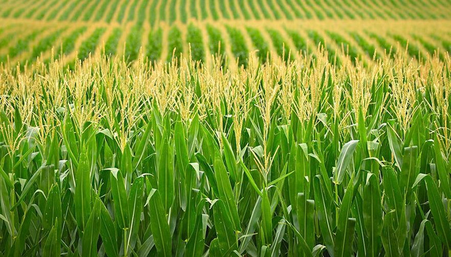 Economics professor shows correlation between banning GMOS and EU grain productivity